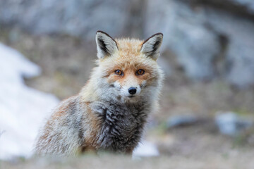 Poster - Fox portrait