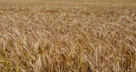 Wall Mural - yellow wheat field in the summer, beautiful golden ripe wheat ears in the summer