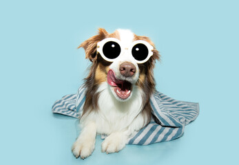 Wall Mural - Portrait Australian Shepherd dog puppy wrapped with a striped towel and sunglasses on summer season. Isolated on blue pastel background