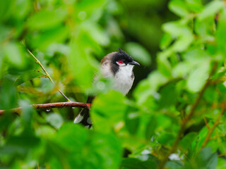 Wall Mural - Red Whiskered Bulbul bird perching in natural environment in rainy weather 