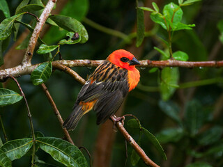 Wall Mural - Two tone red bird perching in natural environment 