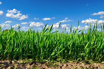 Green stems of cereal plants in a field close-up