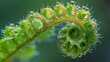 © Woraphon - A detailed close-up of a fern frond unfurling, capturing the intricate patterns and vibrant green color. The macro perspective showcases the delicate process of new growth in nature