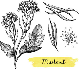 Canvas Print - mustard condiment ink sketch set.