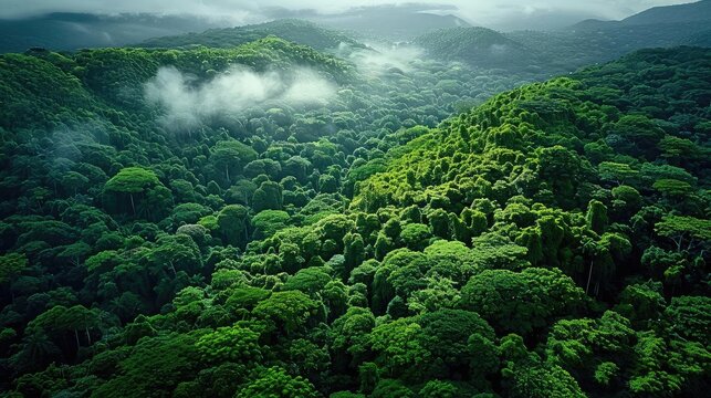 Aerial view of lush green rainforest with mist hovering over the canopy and mountains in the background.
