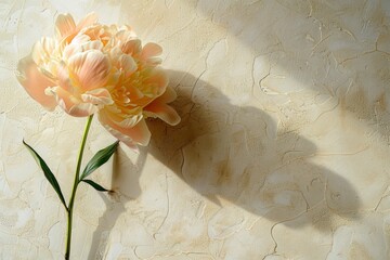 Canvas Print - A single peach peony flower is placed against a textured wall, with soft light casting a shadow on the surface