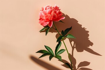 Canvas Print - A single pink peony flower with long stem and green leaves against a light tan background