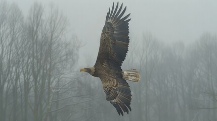 Sticker -   A bald eagle flying amidst foggy trees on a dreary day