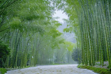 Wall Mural - Serene pathway through a lush bamboo forest on a foggy day, creating a peaceful and tranquil atmosphere ideal for relaxation and nature appreciation.