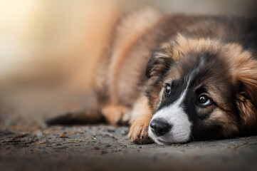 Wall Mural - funny mixed breed dog beautiful portrait on blurred glossy background warm colors puppy walk