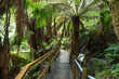 © Matteo Colombo - Boardwalk in the rainforest, Victoria, Australia