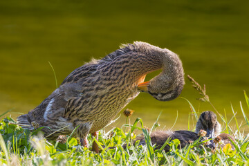 Wall Mural - Mallard on a pond in the morning light