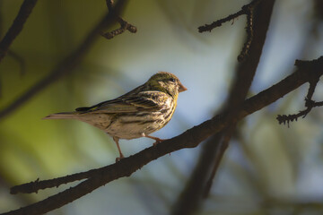 Wall Mural - European Serin perched on a tree branch in the morning light