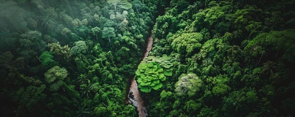 Poster - Aerial view of a winding pathway through a lush green forest, enveloped in mist. The path meanders through dense tropical foliage in a serene setting.