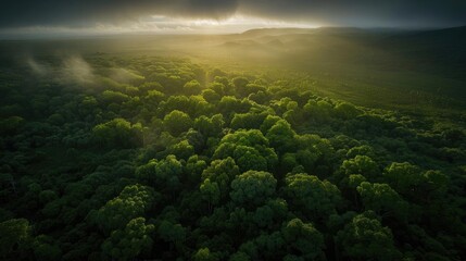 Poster - Aerial view of lush green forest under a cloudy sky with sun rays shining through, creating a mystical and serene atmosphere.