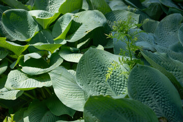 Canvas Print - hostas leaves and fern like weed background