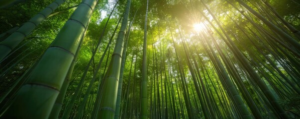 Poster - Tranquil bamboo forest with sunlight filtering through green foliage, creating a serene and peaceful natural landscape.