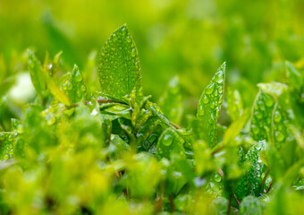 Wall Mural - Drops of water on green leaves in nature