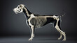 © Luluraschi - side view bone scan x-ray of a dog