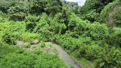 Wall Mural - A little river in the middle of green forest in the Sianok Canyon area near Bukittinggi city, West Sumatera