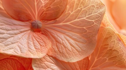  Sweet pink petal hydrangea for background.AI generated image