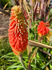 Canvas Print - Colorful Blooming Aloe Flower Stem