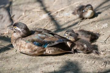 Wall Mural - Wood Duck (Aix sponsa) with ducklings resting near a pond in the park