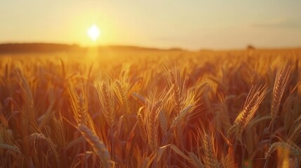 Wall Mural - golden cornfield at sunrise with lens flare effect aerial agriculture landscape photography