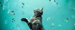 © Digiboyz - A cat looking up at a school of fish swimming above him.