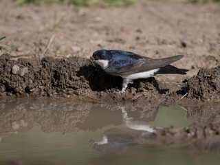 Wall Mural - House martin, Delichon urbicum