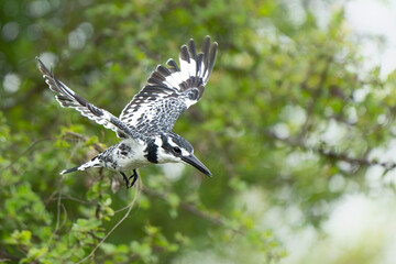 Poster - Pied Kingfisher (Ceryle rudis) fishing in a small lake in Kruger National Park in South Africa