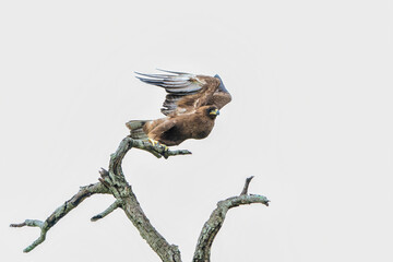 Sticker - Take off of a Tawny Eagle. This Tawny Eagle (Aquila rapax) was flying away frm a tree in the Kruger National Park in South Africa