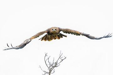 Sticker - Take off of a Tawny Eagle. This Tawny Eagle (Aquila rapax) was flying away frm a tree in the Kruger National Park in South Africa