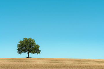 solitary tree in a large open field with a clear blue sky