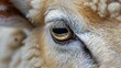 © vanilnilnilla - Profound Gaze of a Sheep's Eye Conveying Wisdom and Gentle Contemplation