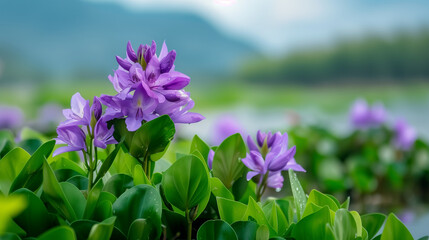 Sticker - purple crocus flowers