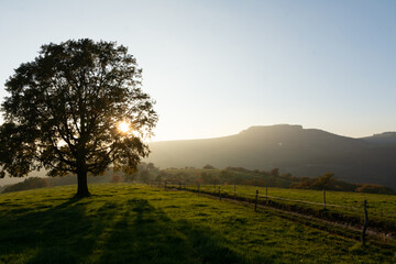 tree in the field