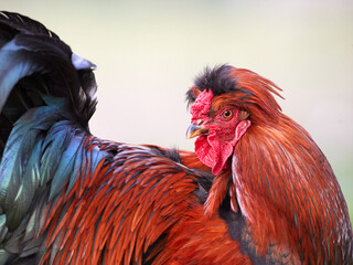 Sticker - Close up head shot of red rooster isolated on even blurred background