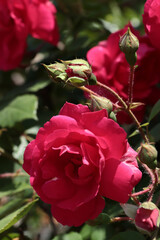 Wall Mural - colorful various roses blooming in the garden close up