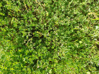 Poster - green meadow background