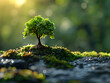 © Michael - Das Bild zeigt einen kleinen grünen Baum, der aus einem Felsen wächst, umgeben von Moos, mit einem sonnigen Hintergrund.