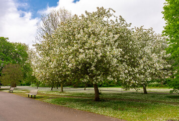 Wall Mural - Blossoming tree Regent's park in spring, London, UK