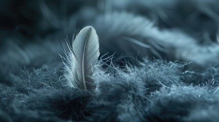 Poster - Feather wool and blur on a dark backdrop