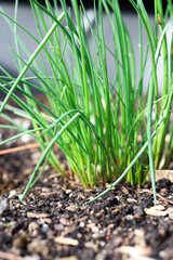 Wall Mural - Close up of homegrown young green chive onion growing in the garden