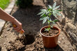 © Lu - Cannabis Steckling wird eingepflanzt