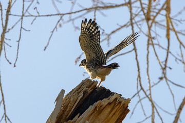 Wall Mural - Amercian Kestrel spreading wings