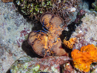 Wall Mural - Scyllarides aequinoctialis, commonly known as the Spanish slipper lobster hiding in coral reef near Cozumel, Mexico.  Underwater photography and travel.