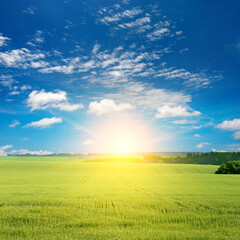Wall Mural - Morning with bright sun in large wheat field.