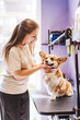 © Maria Vitkovska - Professional woman pet groomer taking care of welsh corgi dog fur