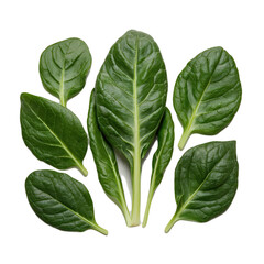 Wall Mural - spinach